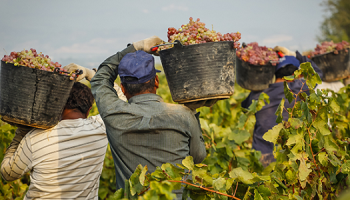 Fruit Picking Jobs In Canada